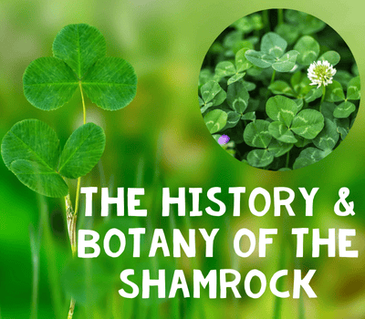 history of the shamrock