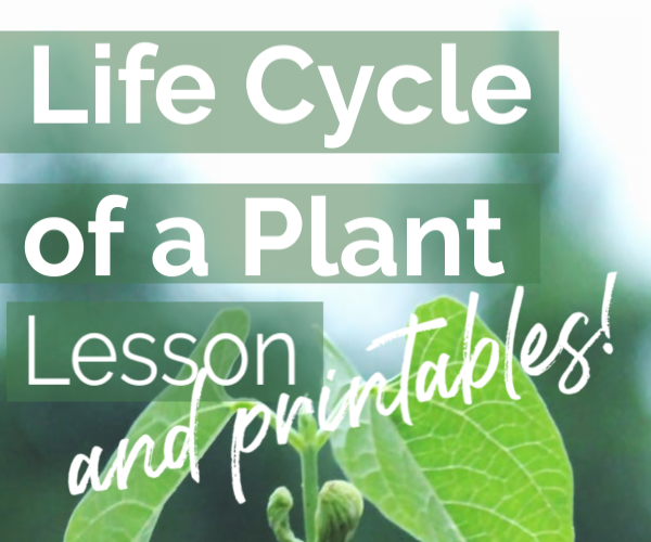 life cycle of a plant lesson and printables