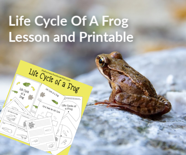 life cycle of a frog lesson and printable
