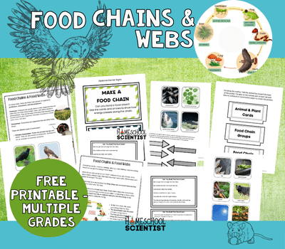 Food chain and food web activity