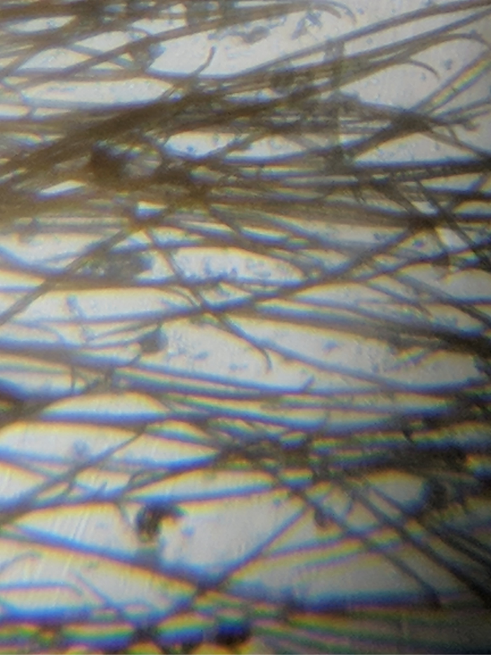 Hair from back of a Wolf Spider under microscope