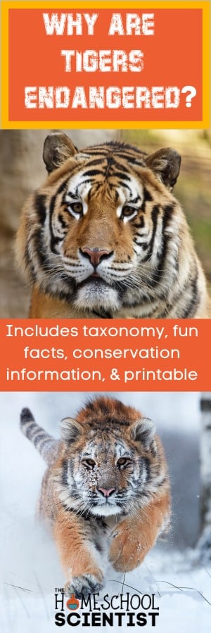 Why are tigers endangered? Includes tiager taxonomy information, fun facts, conservation information. Printable animal report form to make a fun unit on tigers for homeschool or classroom .