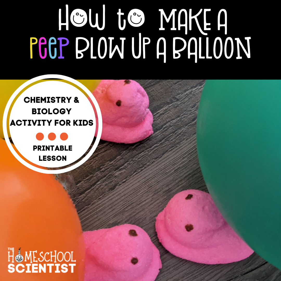 Have you ever fermented a Peeps candy and made it blow up a balloon? Peeps science experiment for kids that teaches biology and chemistry.Those cute marshmallowy, sugary candies are the star of this Peeps science experiment.