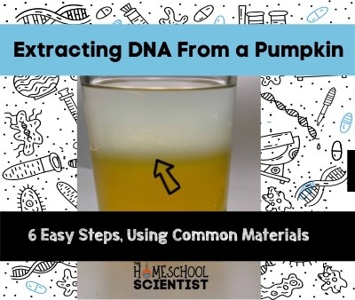 Awesome Science Activity – Extracting DNA from a Pumpkin