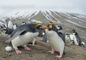 Penguins that live in Antarctic include the Macaroni penguin