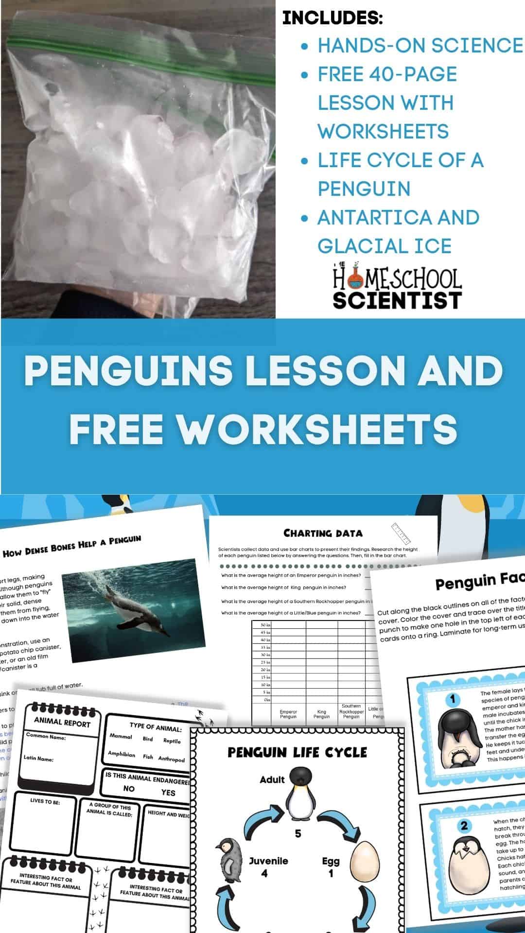 Penguins lesson and science activities. Free 40-page e-book with worksheets, hands-on science, life cycle info and MUCH more. Grade 2-6.