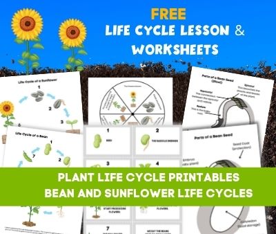 Life Cycle Of A Plant Lesson {and Printables!}