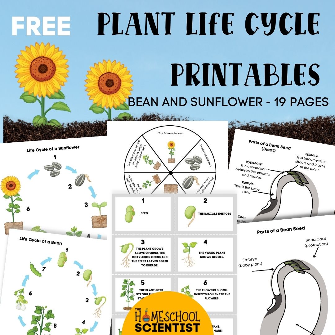 sunflower life cycle printable