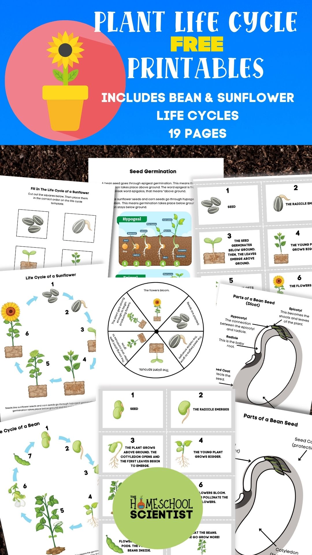 life cycle of a plant worksheets for sunflower and bean plants