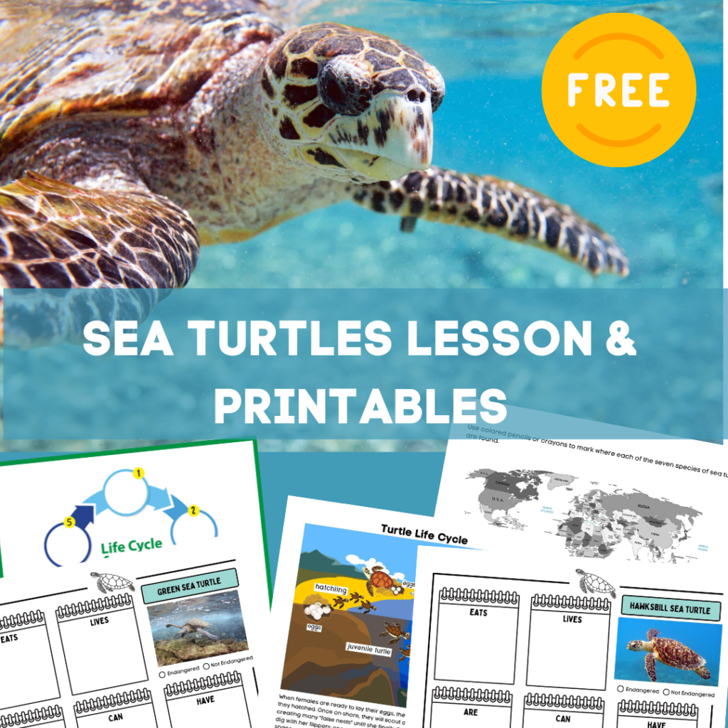 Book: Getting to Know Sea Turtles – The Turtle Hospital