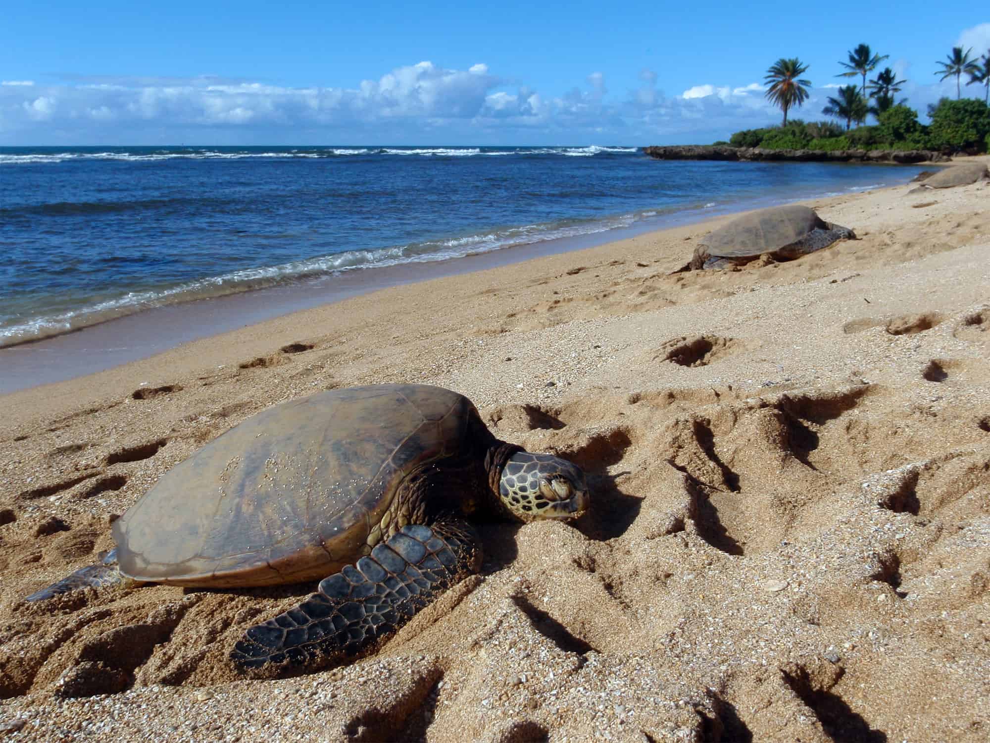 Fun facts about sea turtles - females build nests above high tide line