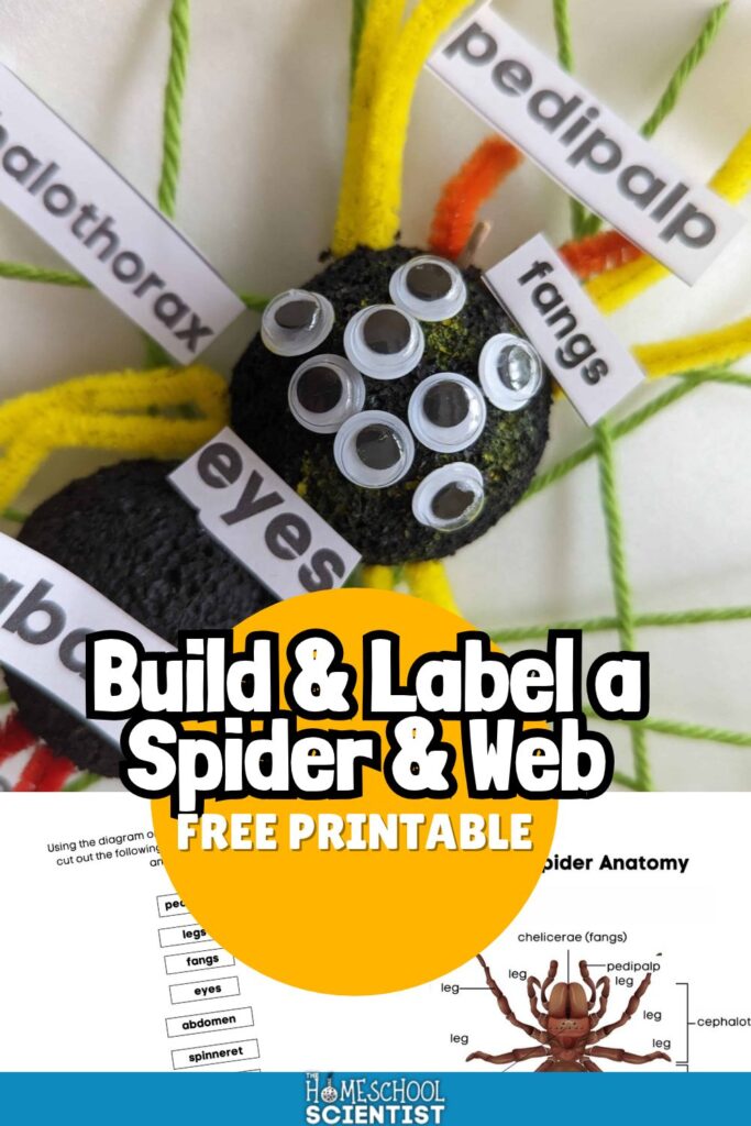 build a spider and web STEM activity