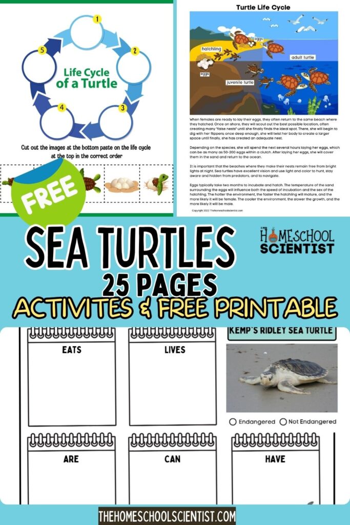 30 Fun Facts About Sea Turtles - The Homeschool Scientist 30-fun-facts-about-sea-turtles-the-homeschool-scientist