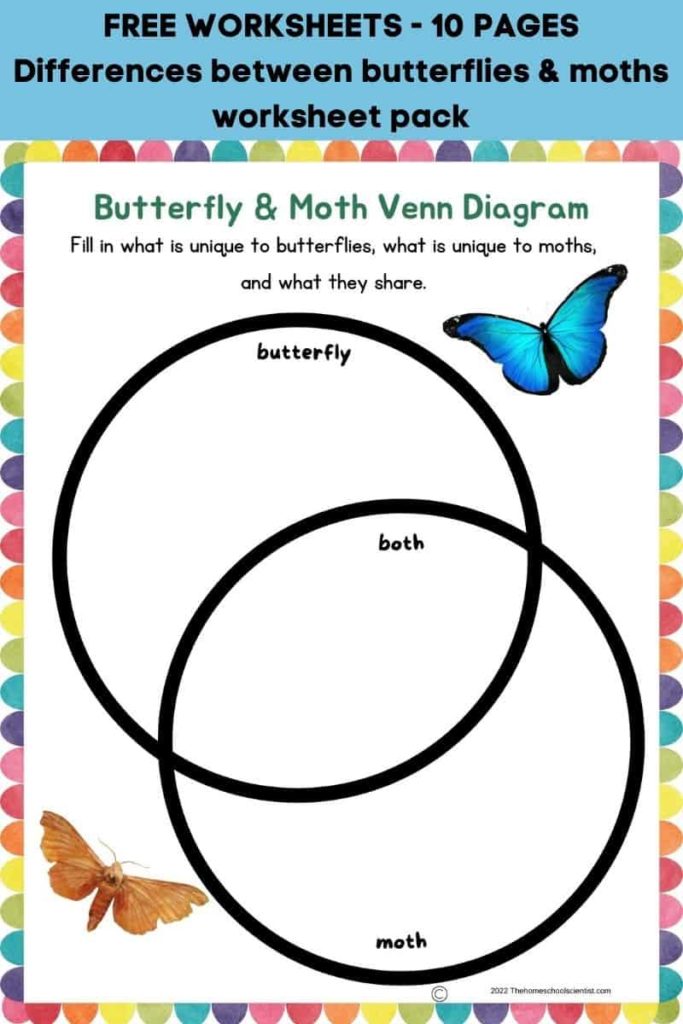 Differences between butterflies and moths worksheet pack