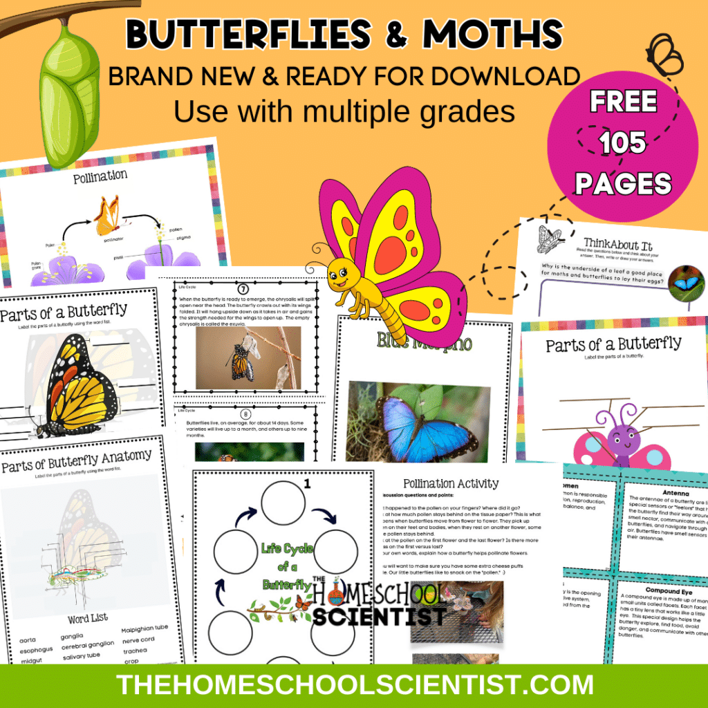 difference between butterflies and moths