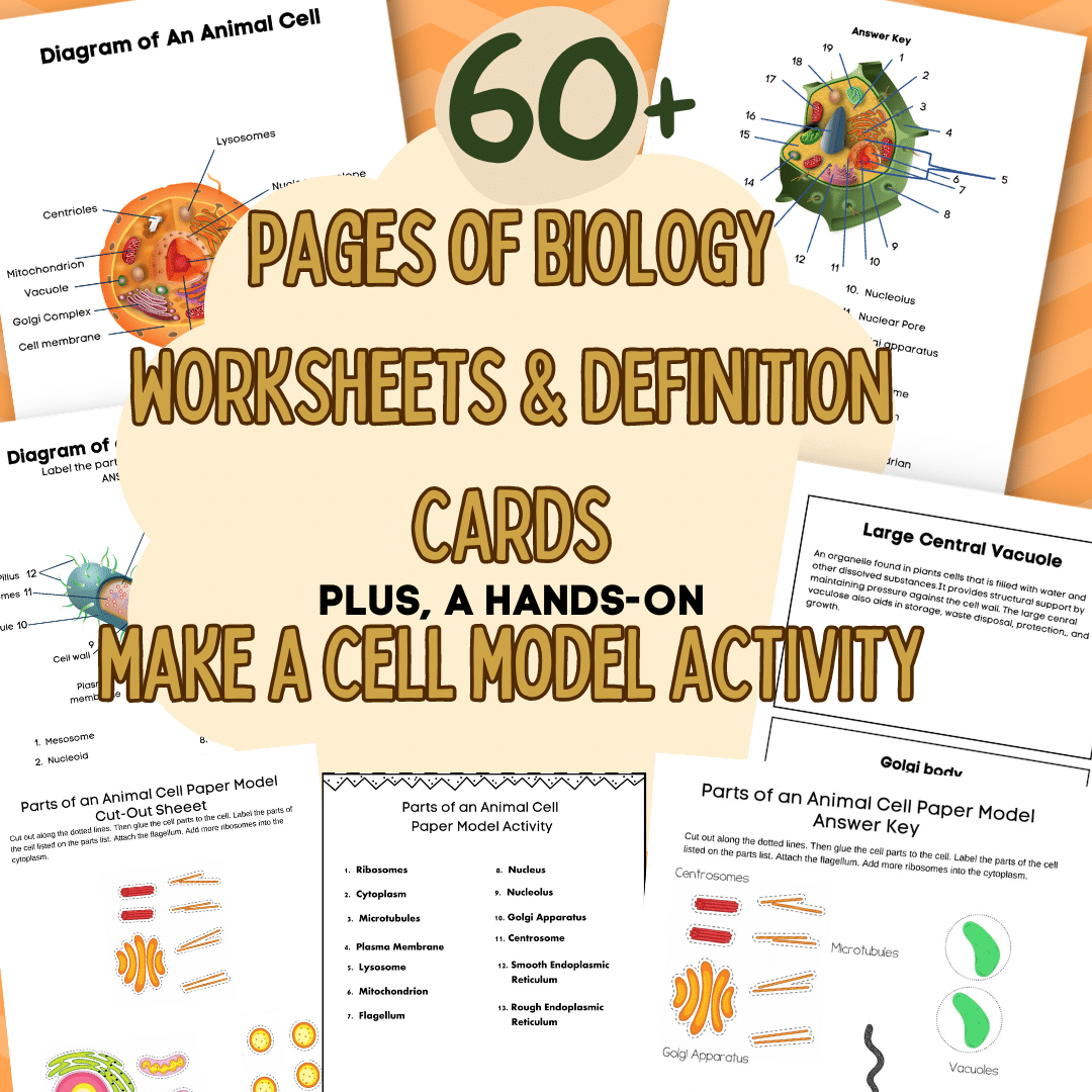 Creating a Cell Model with FREE Biology Flashcards and Labeling ...