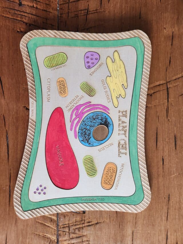Creating a Cell Model with FREE Biology Flashcards and Labeling ...