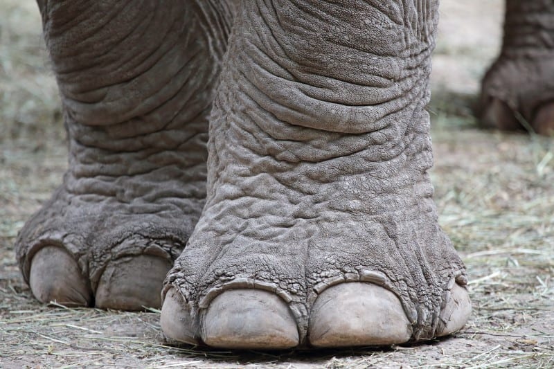 elephant facts about elephant feet