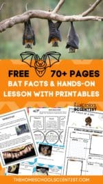 Fascinating Bat Facts For Kids with Printable Lesson &amp; STEM Activities ...