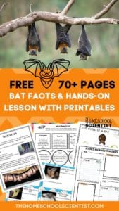 Fascinating Bat Facts For Kids with Printable Lesson &amp; STEM Activities ...
