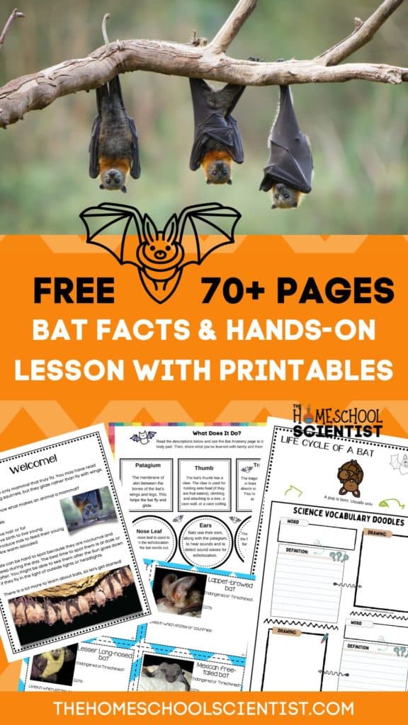 Bat facts for kids