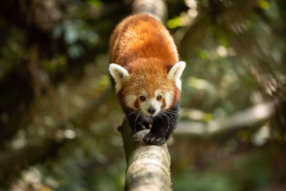 Red Panda Fact Sheet, Blog, Nature