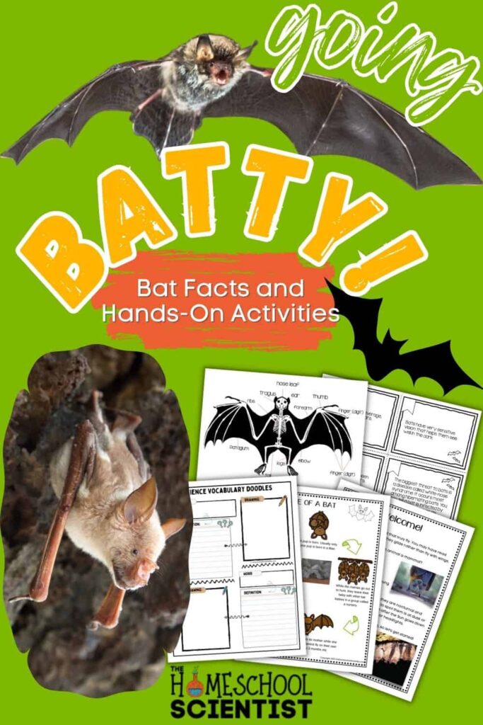 Bat facts and activities for kids