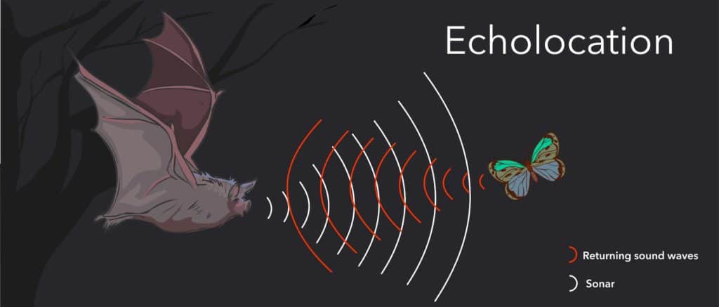 Bat facts for kids - how ecolocation works