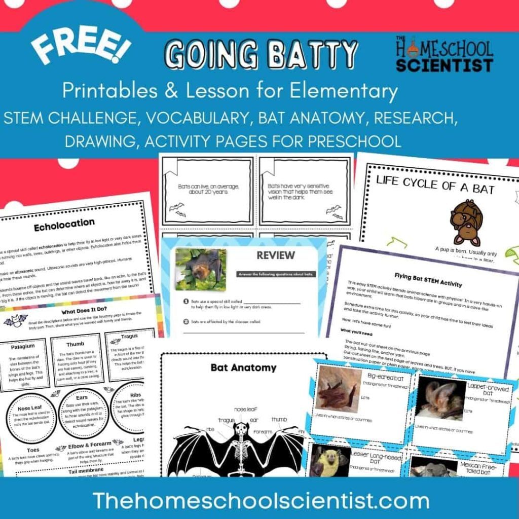 going batty Printable Lesson for Elementary Grades 70 pages1 1024x1024 1
