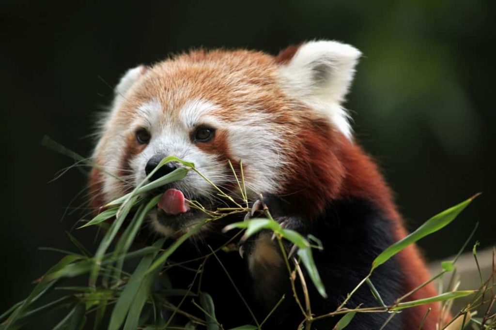 red panda facts for kids pandas eat bamboo