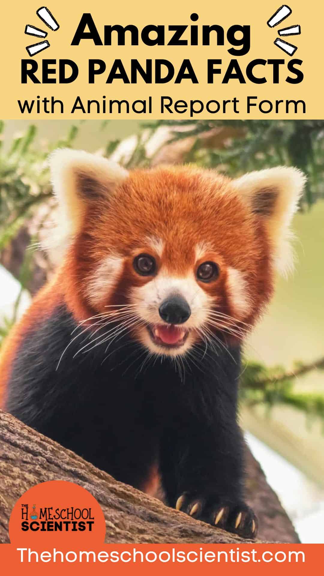 Red Panda facts for kids pinterest