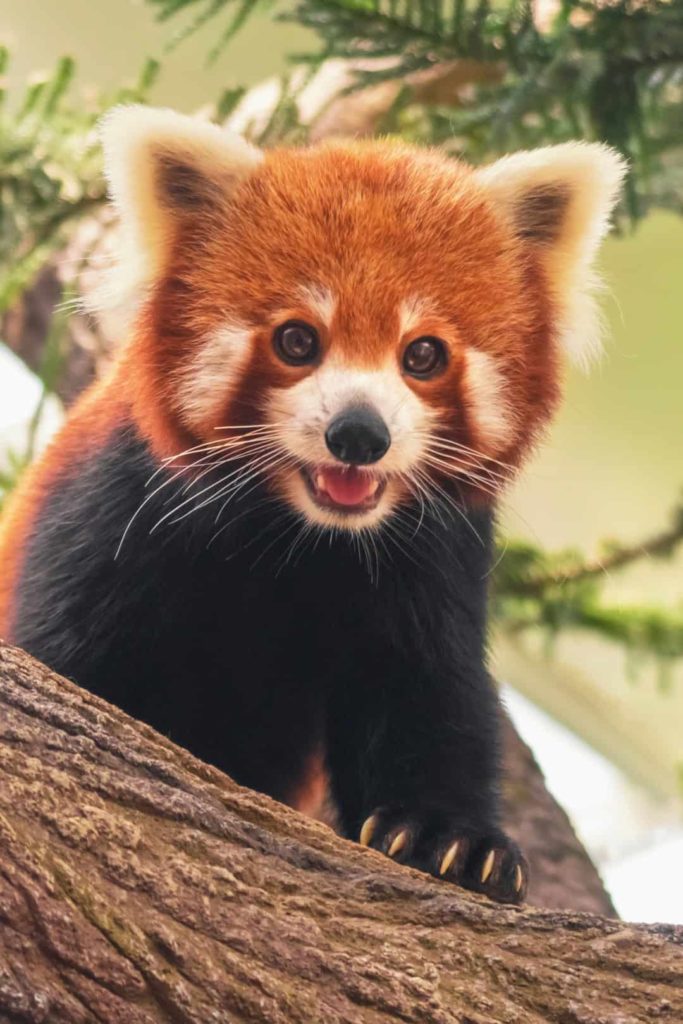 red panda facts for kids pandas live in trees