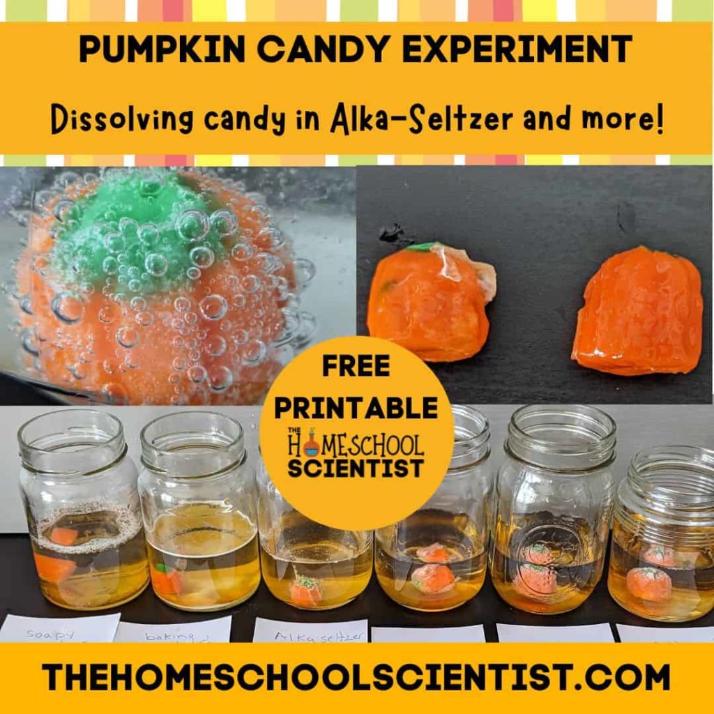 pumpkin candy experiment