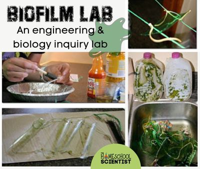 biofilm lab activity