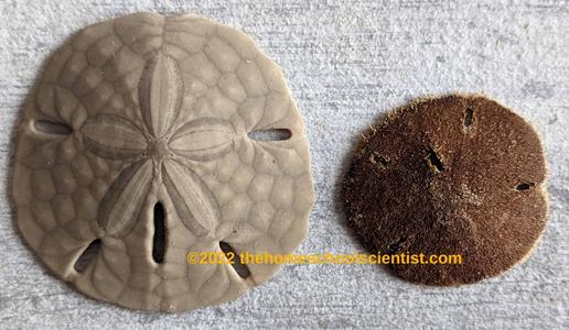 Sand Dollars & Facts About Sand Dollars - The Homeschool Scientist