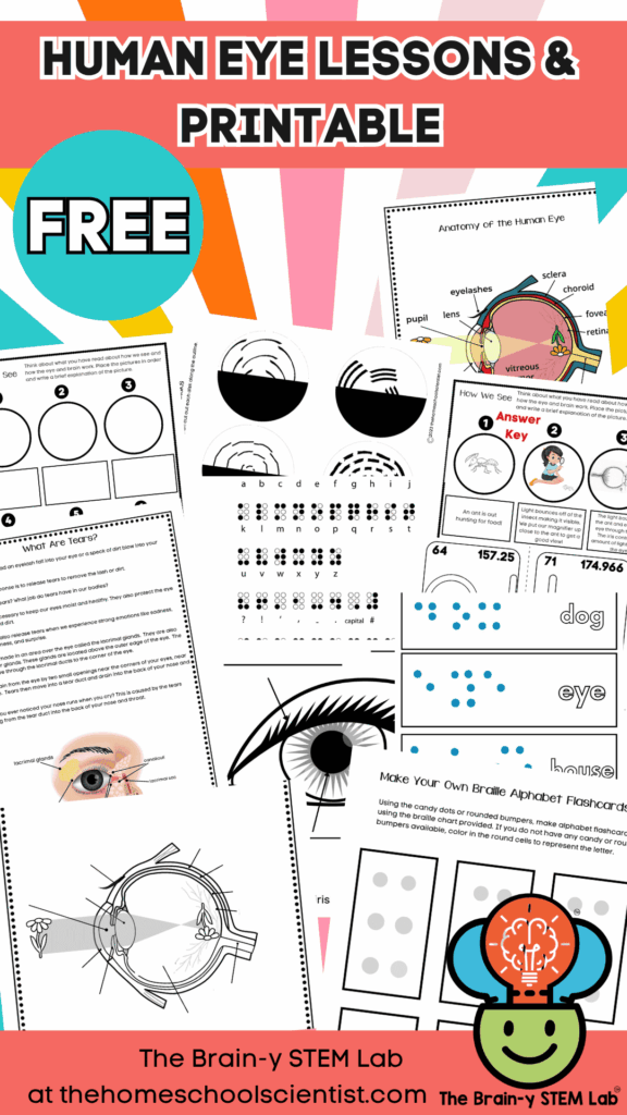 parts of the human eye