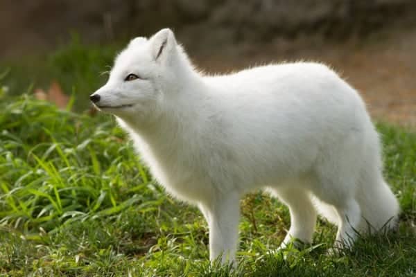 Facts about Arctic Foxes