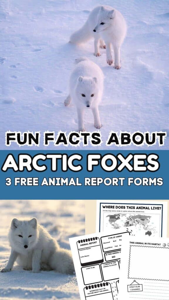 fun facts about arctic foxes