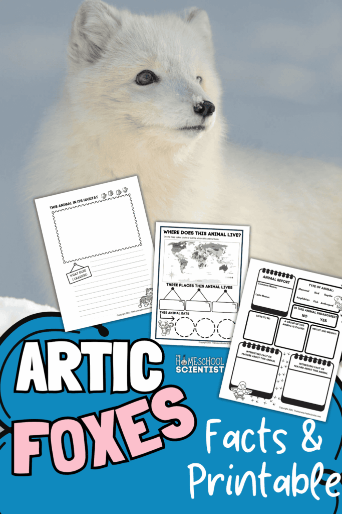 fun facts about arctic foxes