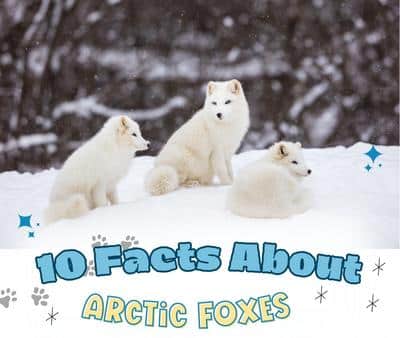 10 Facts About Arctic Foxes