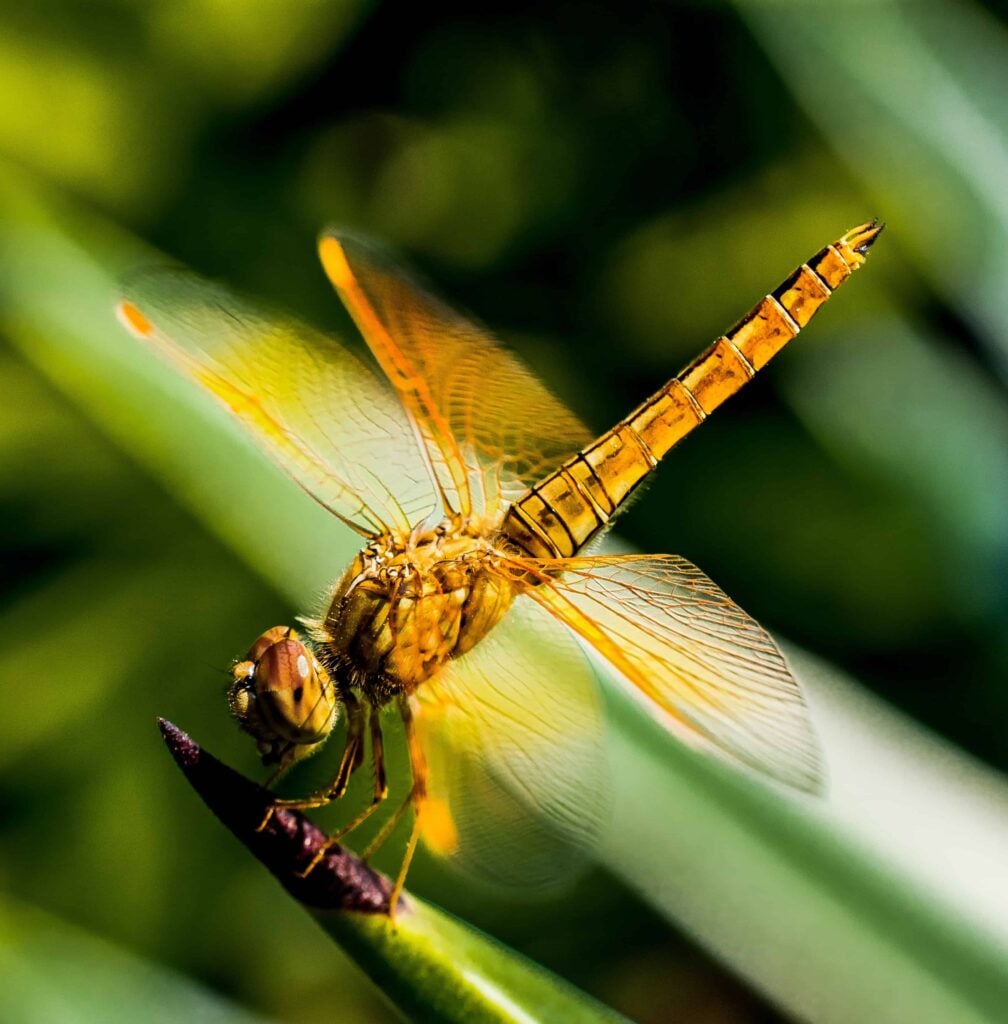 pexels pixabay 59993 1