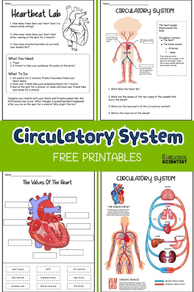 circulatory-system-activity-and-resources-the-homeschool-scientist for Free Printable Circulatory System Worksheets Circulatory System Activity and Resources - The Homeschool Scientist for Free Printable Circulatory System Worksheets