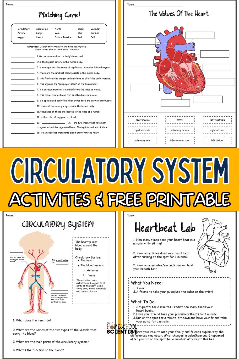 Circulatory System Activity and Resources - The Homeschool Scientist