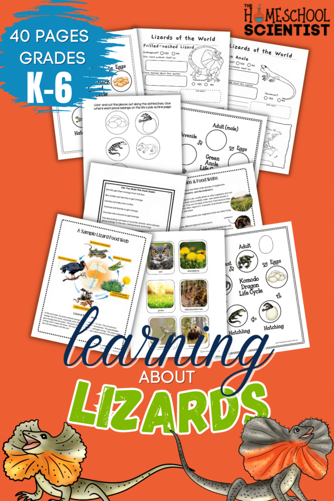 reptile study and learning about lizards