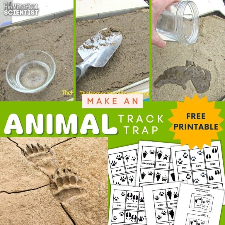 FREE Homeschool Science Printables - The Homeschool Scientist