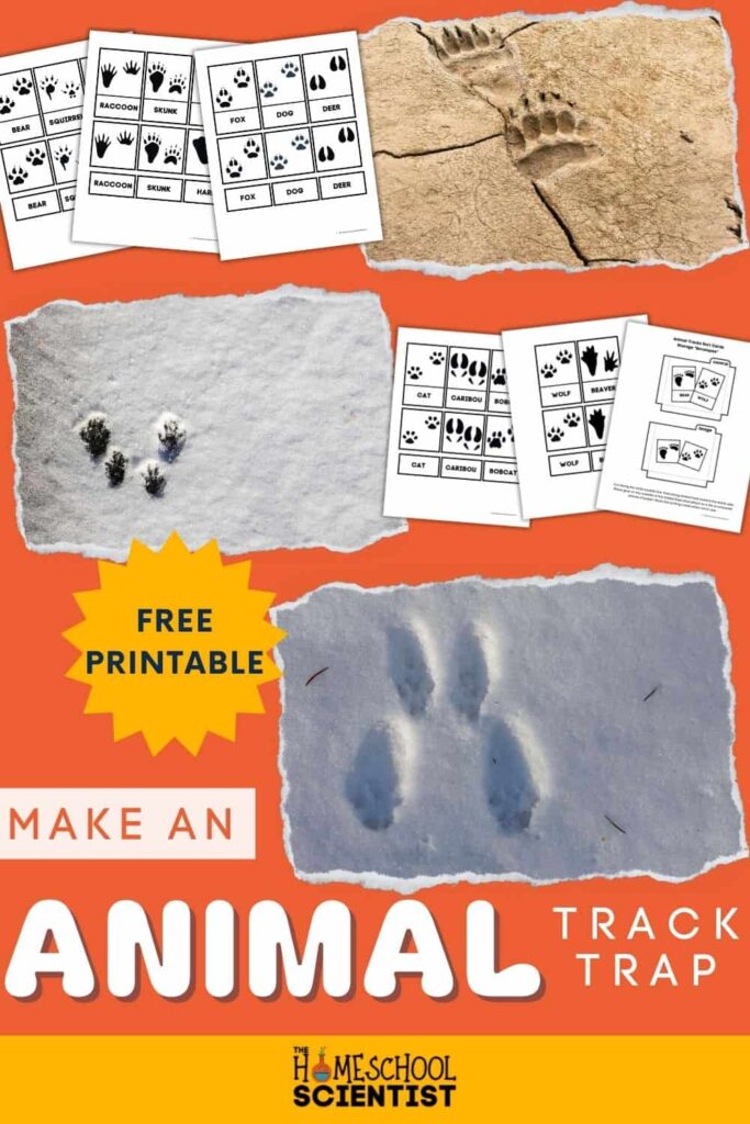 animal tracks printable