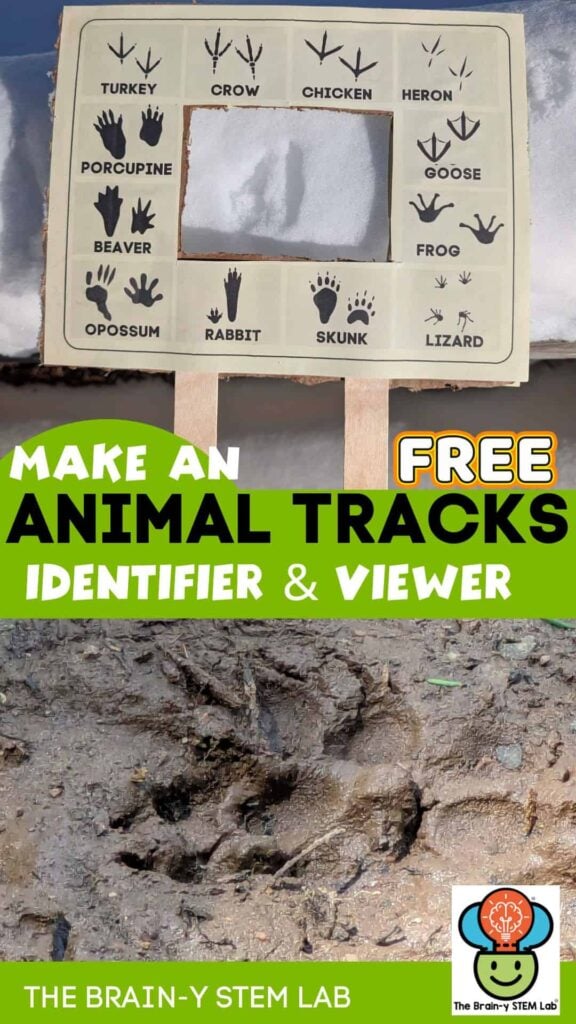 make an animal track viewer and get the free 3-part animal track cards.