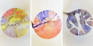 Dried final semipermeable paintings