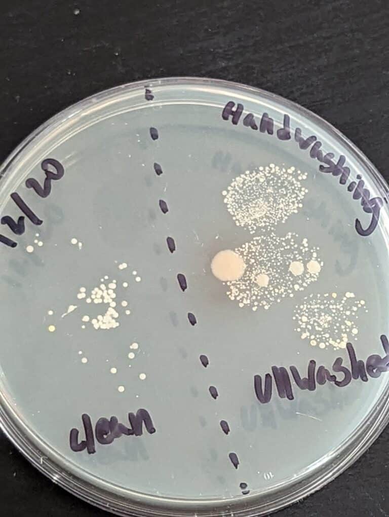 Growing Bacteria in Agar Activity with Free Lesson Printable The