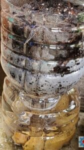 recycled seed roots